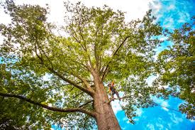 Best Tree Mulching  in Cheverly, MD