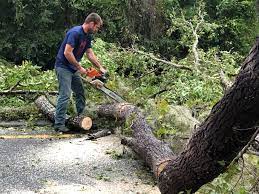 Best Arborist Consultation Services  in Cheverly, MD